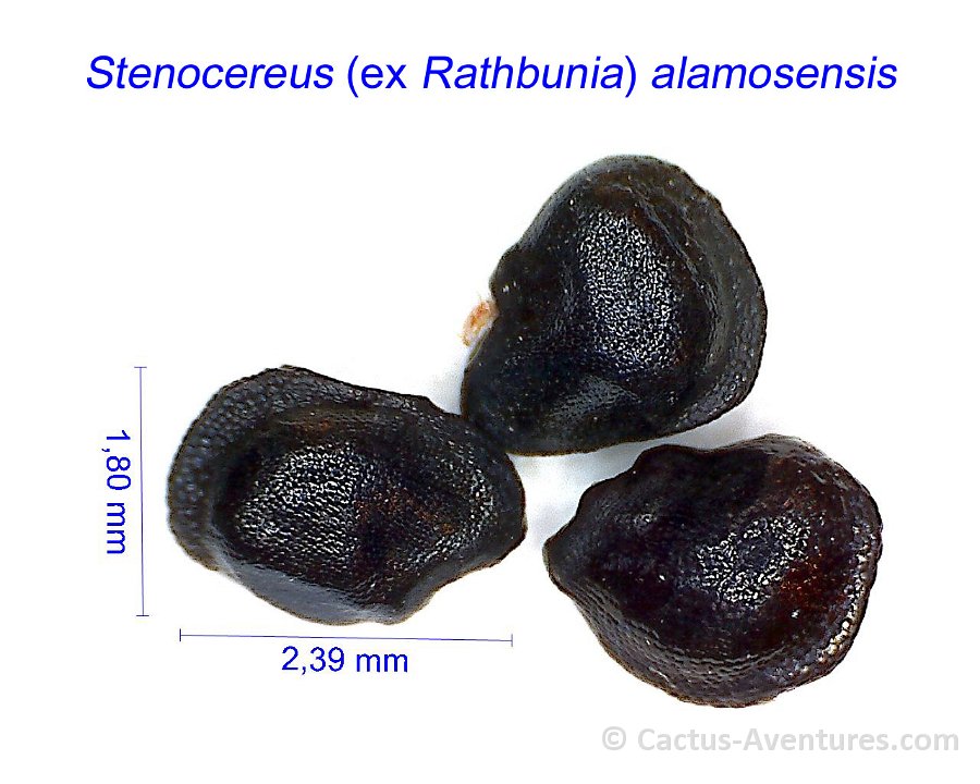 Stenocereus alamosensis JL
